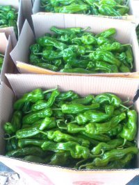 砀椒三号价格