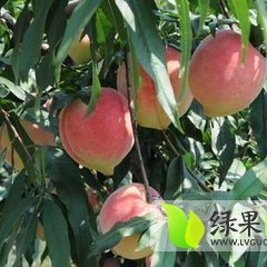 大荔中华寿桃10月下旬成熟 品质好 色泽美