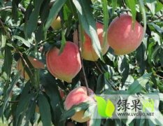 大荔中华寿桃10月下旬成熟 品质好 色泽美