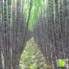 广西南宁区甘蔗现在开始预订 节长均匀 颜色靓