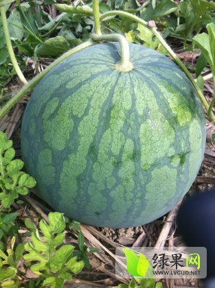 武鸣花皮无籽西瓜色泽靓 成熟度好
