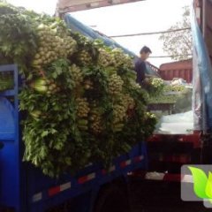 咸阳供应大量芹菜 货源充足 价格合理