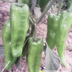 夏邑辣椒已大量上市 品种多 价格便宜