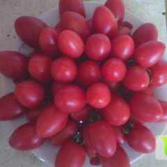 河北阜城樱桃西红柿供货量大 价格优惠