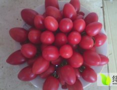河北阜城樱桃西红柿供货量大 价格优惠