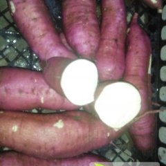 河北鹿泉秦薯四号红薯质量上乘