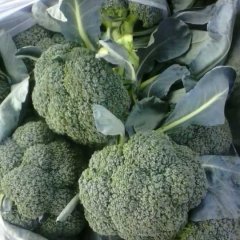 三原鲁桥西兰花大量上市 品质好 价格合理