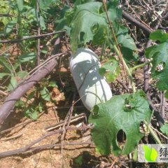 勐腊勐腊谭某人10月香冬瓜