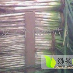 河南新野天光一本大葱