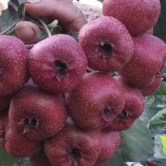 临朐山楂名优产品,沂山刘先生诚信合作