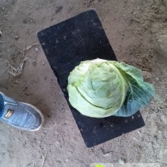 2014昌黎甘蓝收购工作全面开展