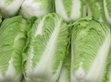 玉田北京新三号白菜品质上乘 绿色新鲜