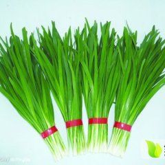 马村韭菜绿色无公害,九里赵先生诚信合作