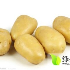 2014达尔罕茂土豆现在订货有惊喜