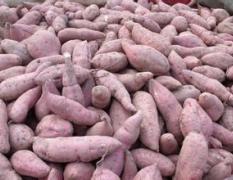 2014宜城红薯今年价格有看点