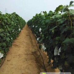 2014文登葡萄抓住商机无限