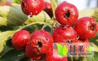 2014费县山楂抓住商机无限