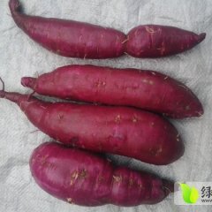 2014邢台红薯收购工作全面开展