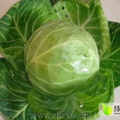 新野甘蓝品质优良,绿欣张先生诚信合作