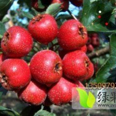 2014山西山楂值得出手