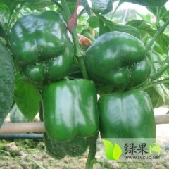 2014昌乐辣椒抓住商机无限