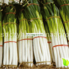 2014牡丹大葱值得出手