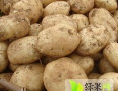 曲靖大量批发土豆 日供货量大 价格详谈