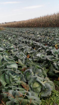 呼兰甘蓝大量上市 质量好 价格低 急售