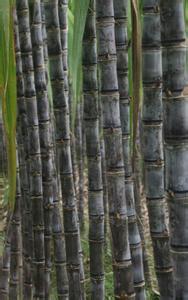 翁源大灰种甘蔗即将大量上市 价格面仪