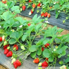 郯城常年供应草莓苗 质量优质 品种多