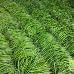 费县辣椒上货量大 品质高 绿色无公害