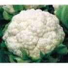 昌黎菜花绿色无公害 以质论价