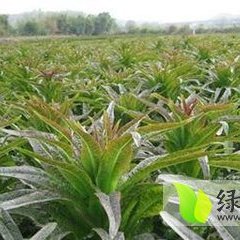 郯城福建永安红莴苣大量上市 皮薄肉脆
