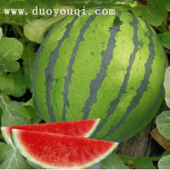 中早熟无籽西瓜种子不容易倒瓤 高抗枯萎病