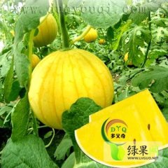 早熟型小西瓜种子 糖度高 坐果良好