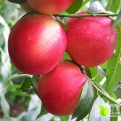 安徽砀山华光油桃果面光洁 全面浓红