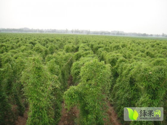 2014年山东菏泽铁棍山药价格