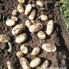 围场荷土豆色泽鲜亮 薯型好 品种齐全