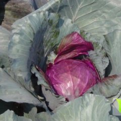 潍坊优质紫甘蓝开始上市 质优价廉