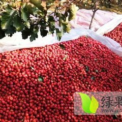 费县大金星山楂色泽光滑油亮 口感好