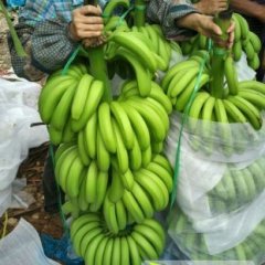 2014武鸣香蕉俏销大江南北