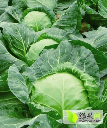 2015年河南邓州旺旺价格
