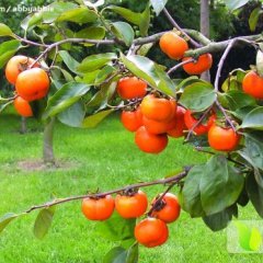 陕西大荔胎心柿色泽亮丽 爽甜可口 质量好