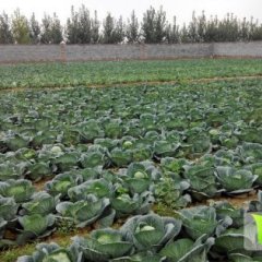 昌黎供应大量甘蓝 绿色无公害健康食品