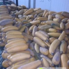 安定现有大量南瓜上市 欢迎各位看货采购