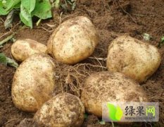 内蒙古土豆今年大丰收 欢迎订购咨询