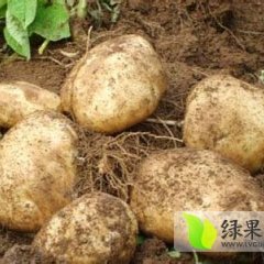 内蒙古土豆今年大丰收 欢迎订购咨询