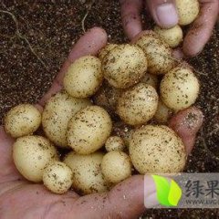 脱毒微型薯健康优质 亩产量高 出苗率好