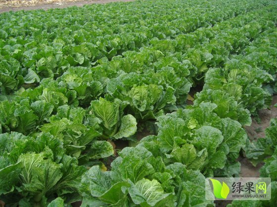 2014年辽宁凌海91-12白菜价格