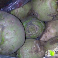 凌海芥菜个头准匀货源充足面积万余亩